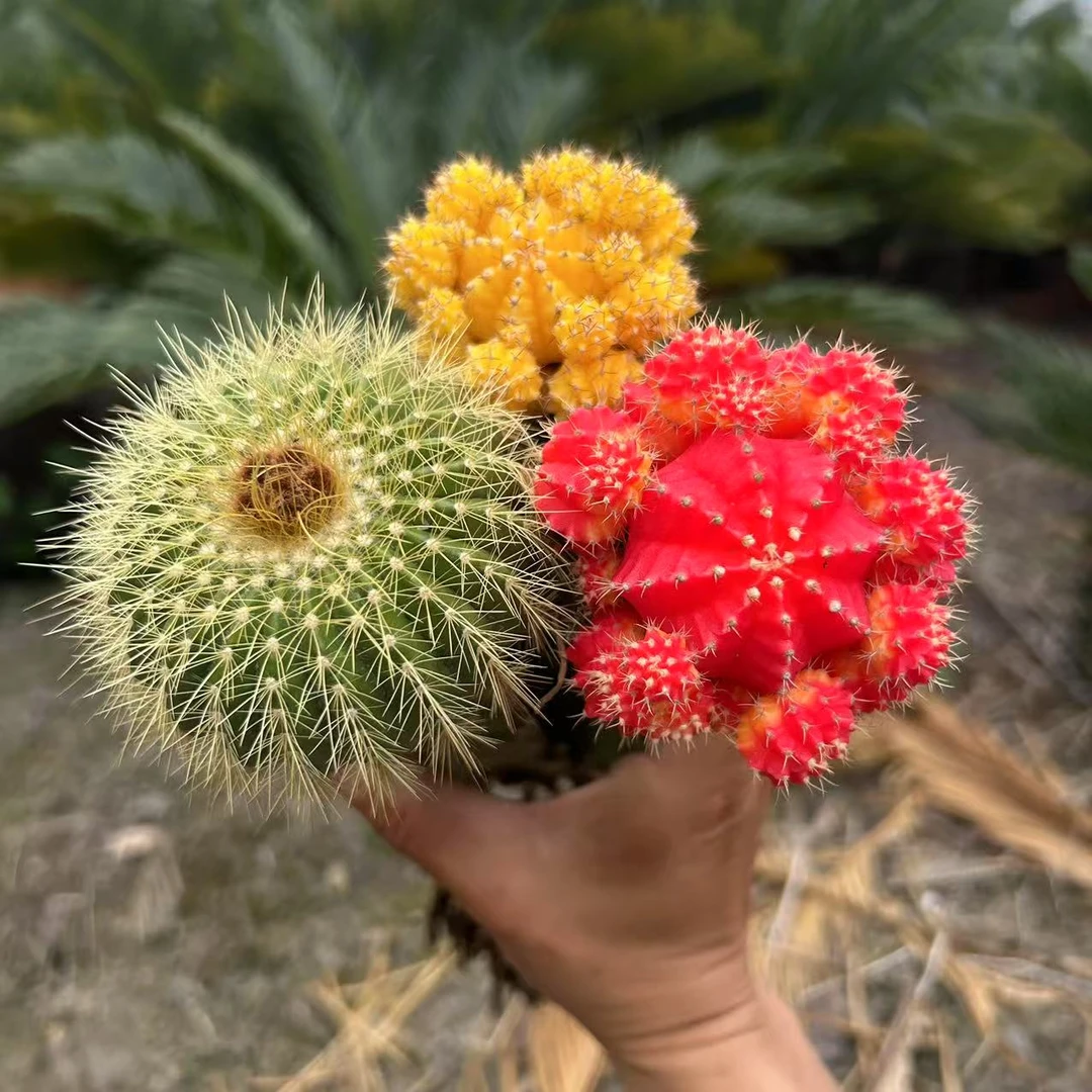 彩带+黄牡丹+金冠    仙人球夏型种绿植盆栽桌面阳台办公室