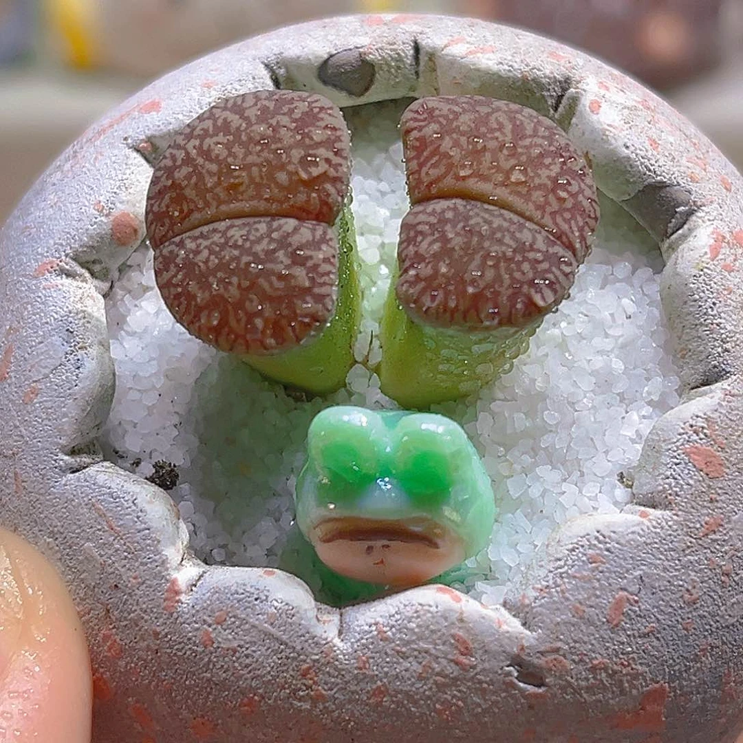 012高端多肉带盆带土