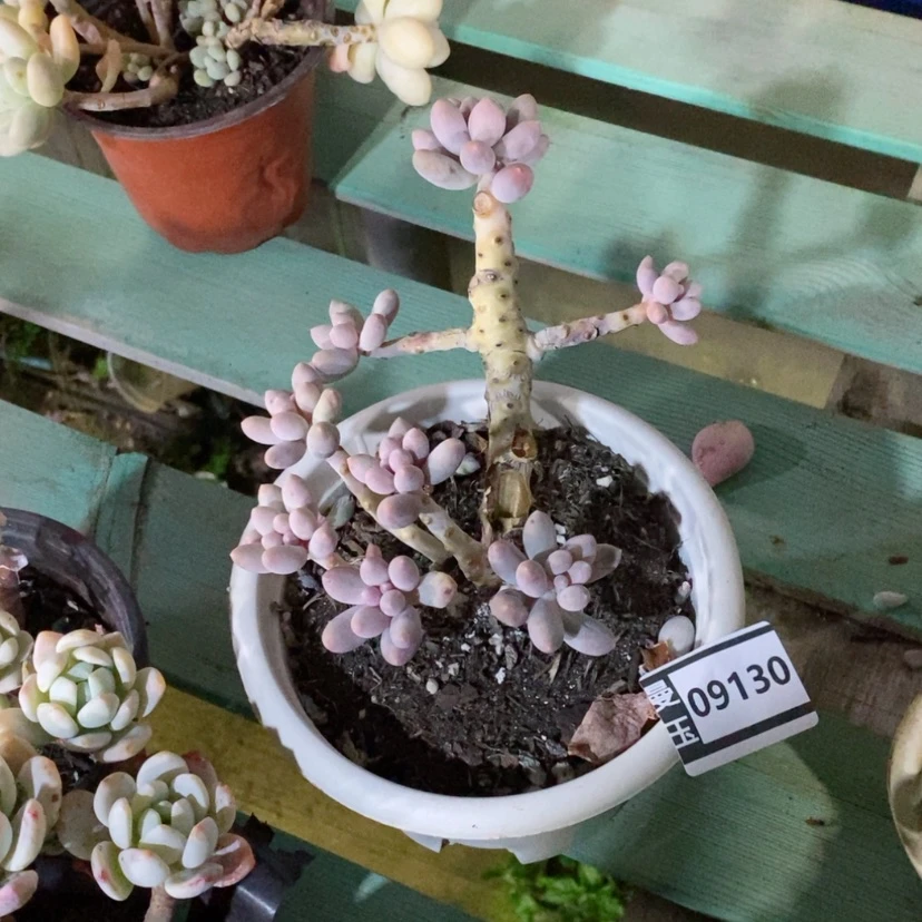 【闪购商品】香*儿汤圆09130