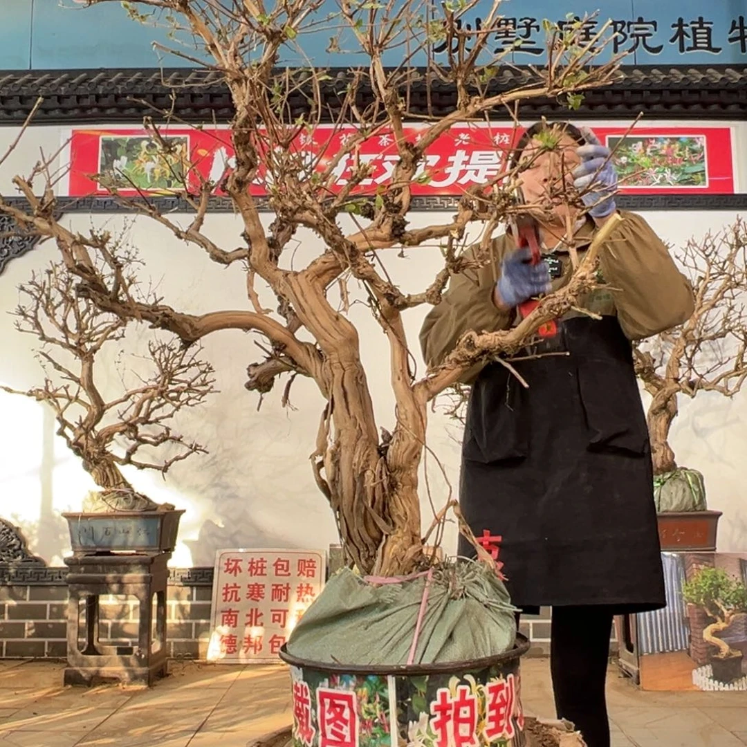 无花朵金银花5888888988899988