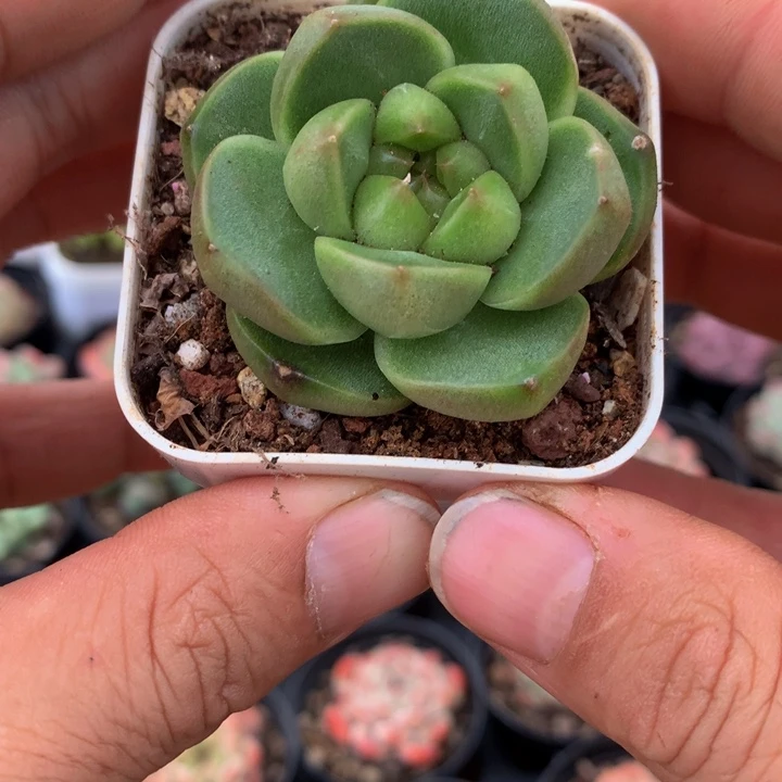 绿胖子珍妮一物一拍