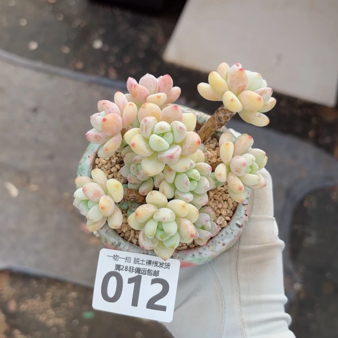 樱花罗绮老桩无盆土发货