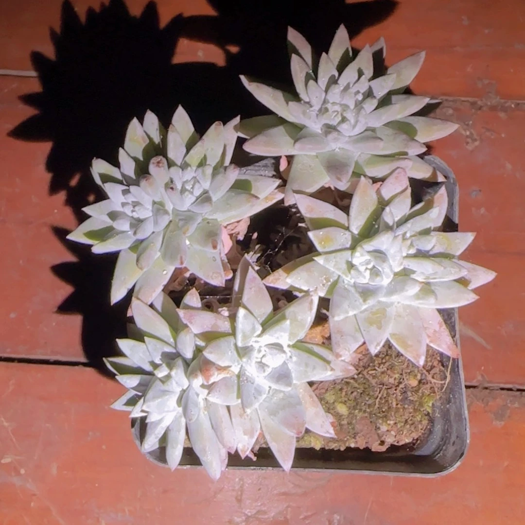 白菊一颗群精控多肉植物