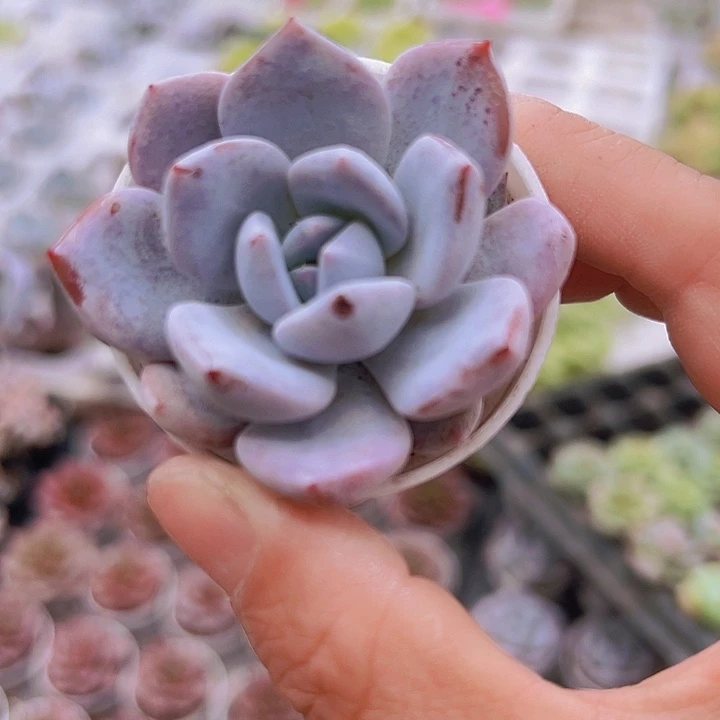 雪茶19包邮多肉植物