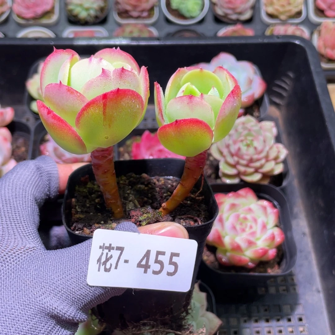花利美7-488桃花石