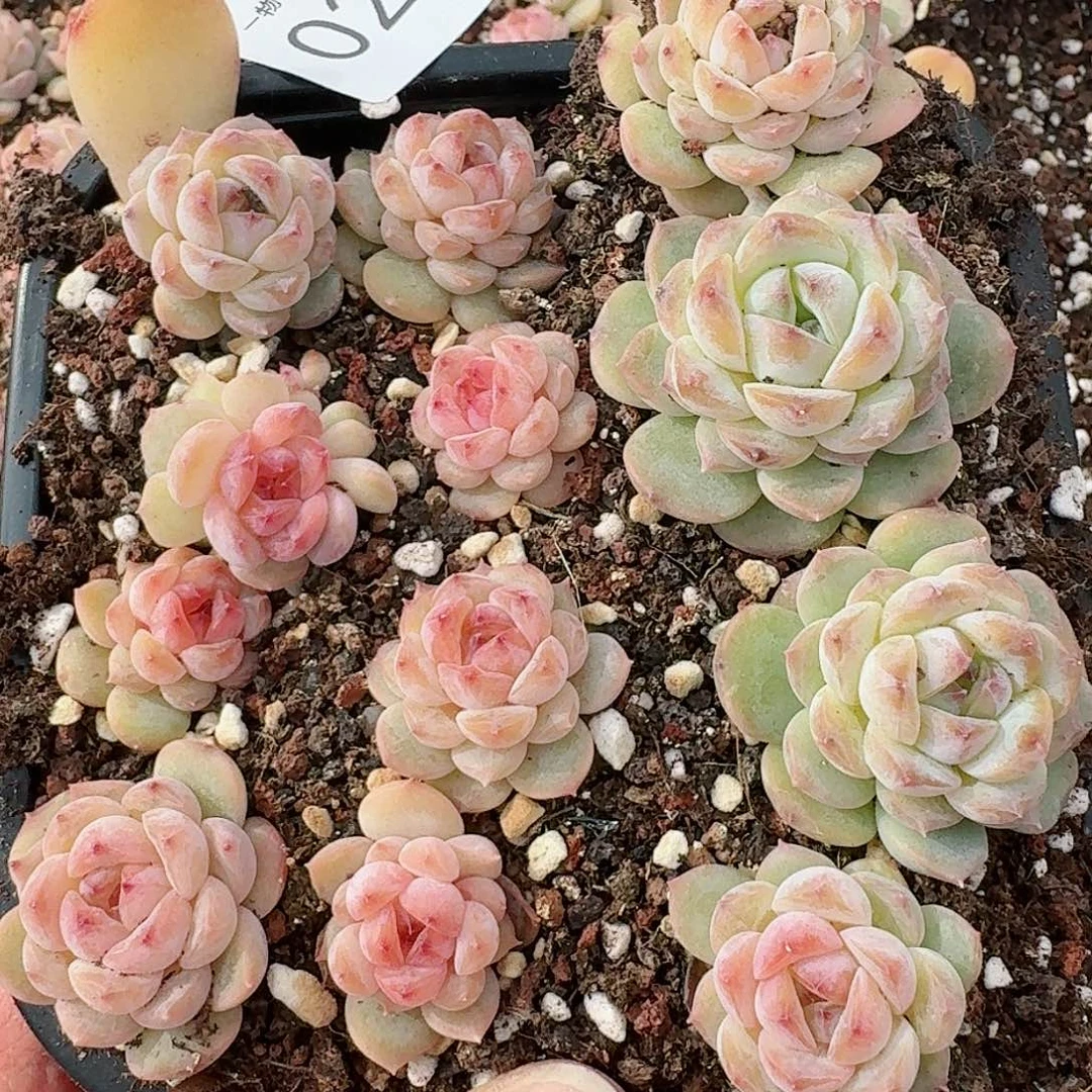 杂交新品珍妮多肉268