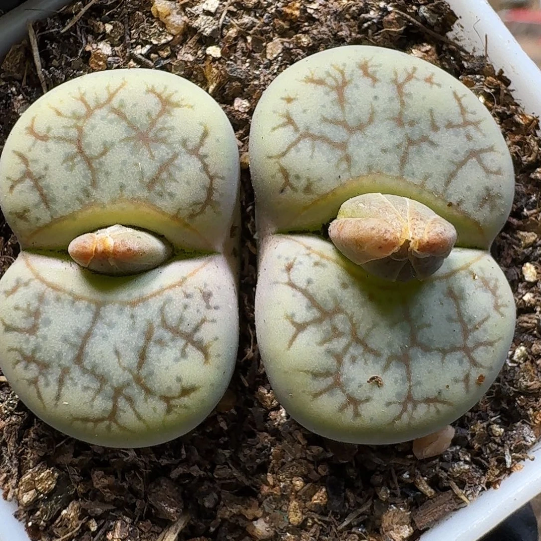 生石花111111。   303