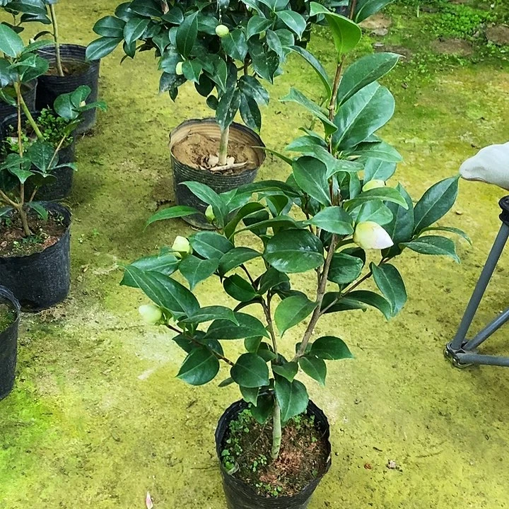 白乔。            茶花。