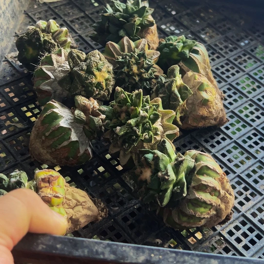 无花朵福利一筐牡丹634