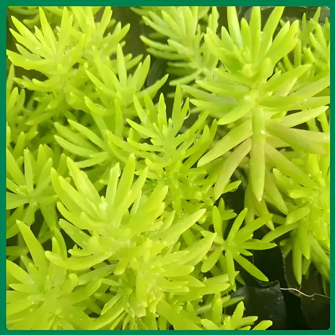 佛甲草 黄金草 屋顶绿化 立体花坛