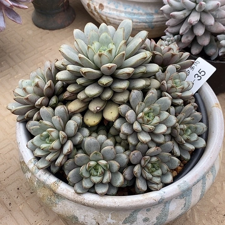 小七夕多肉葡萄35