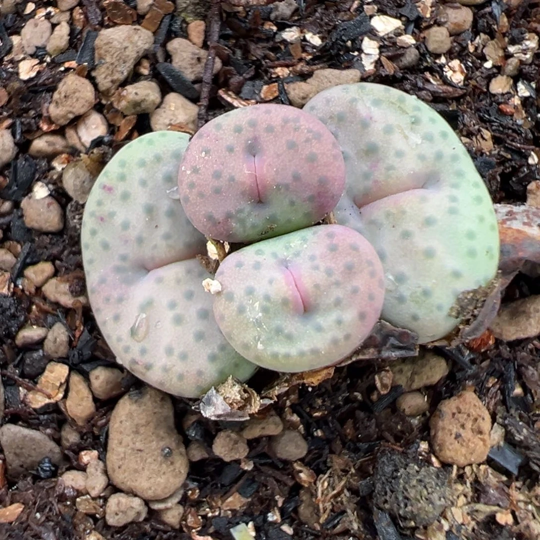 10.1好看的多肉脱土发货366