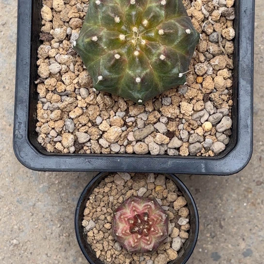 用****?泰系实生轮回仙人球800