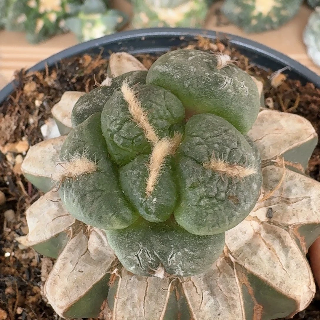 【闪购商品】无花朵我***水大尤连山102