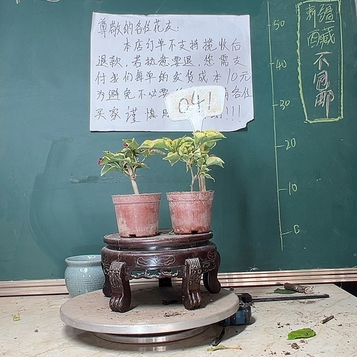 当前无花栽培后可以开花蓝月亮掌中宝 金边黄掌中宝041
