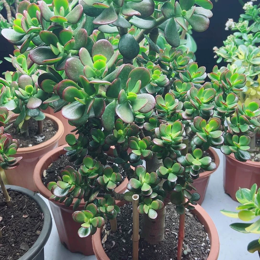 快***天稀有变异带盆发货6875