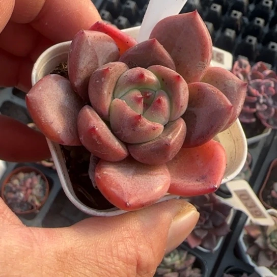 278夜魔侠多肉植物多