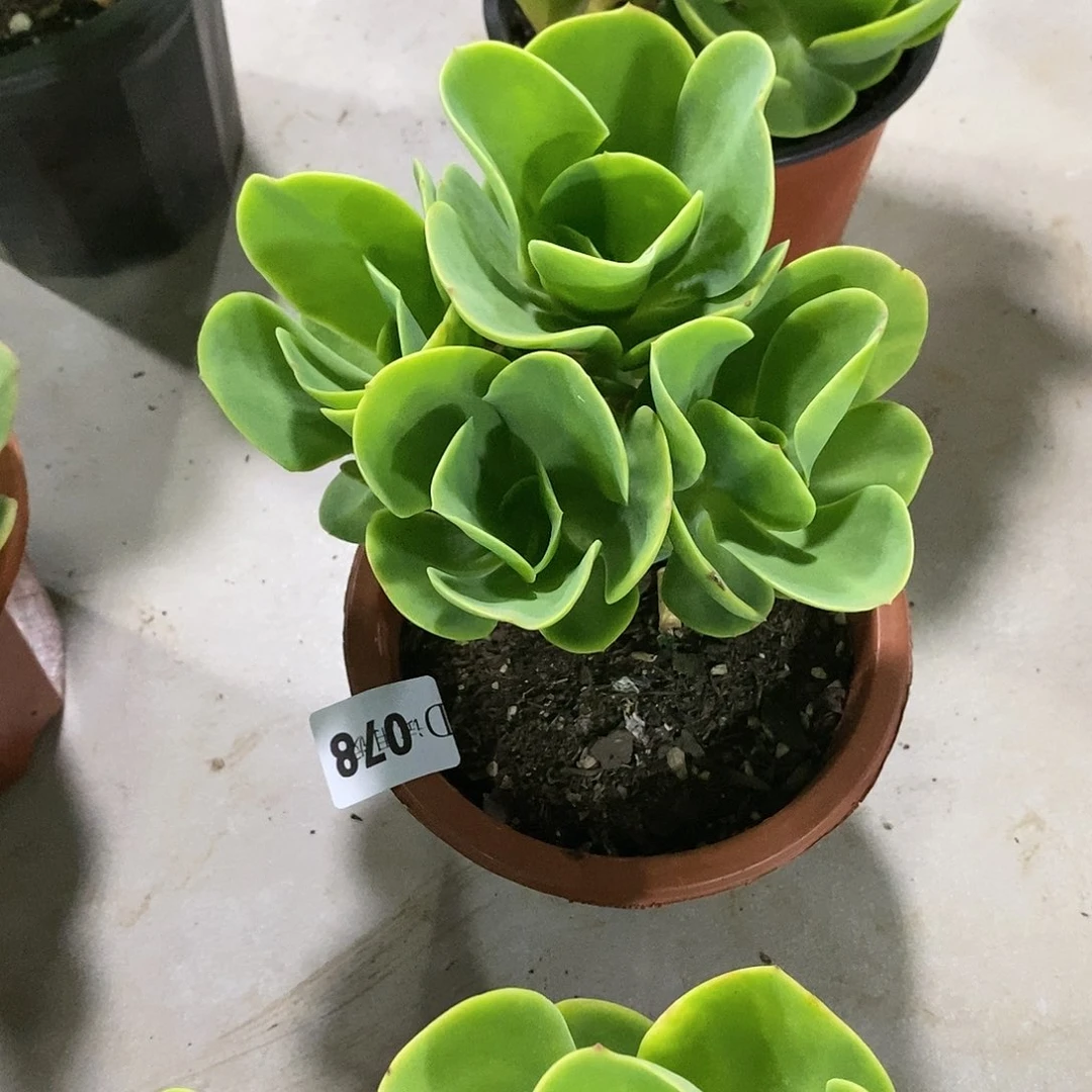 ?****?078柠檬卷多肉植物