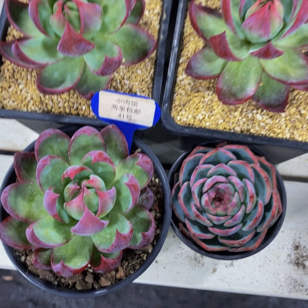 41-精品超大母本惊鸿仙子单头一个