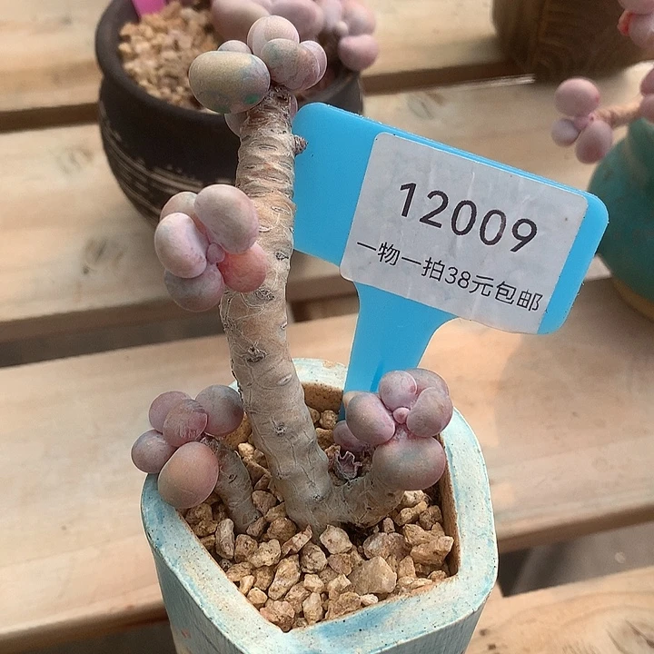 12009啊撸图来咯舞台