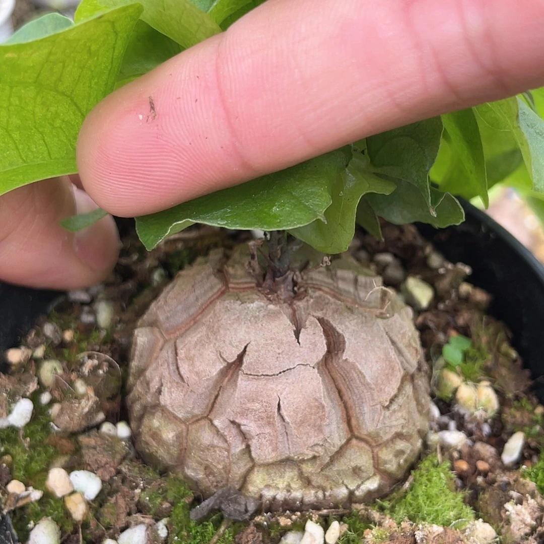 龟甲龙一物一拍626号5cm