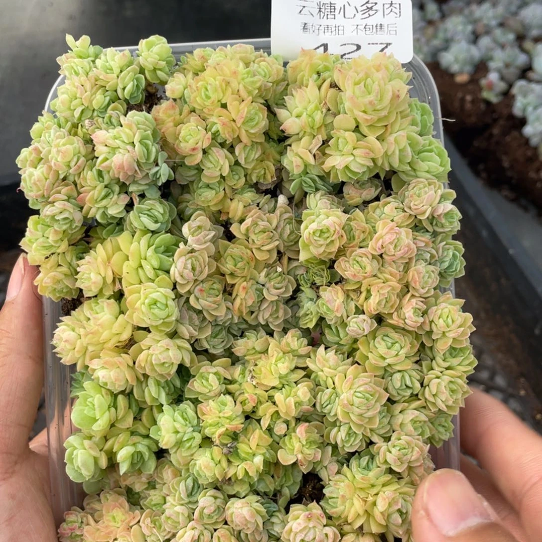 云糖心多肉植物427