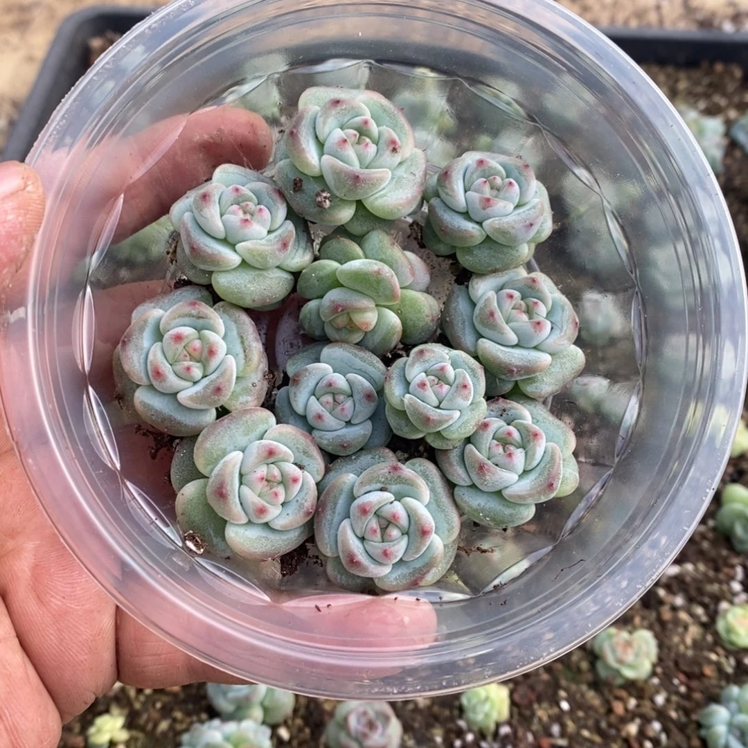 多肉植物精品切糕B268