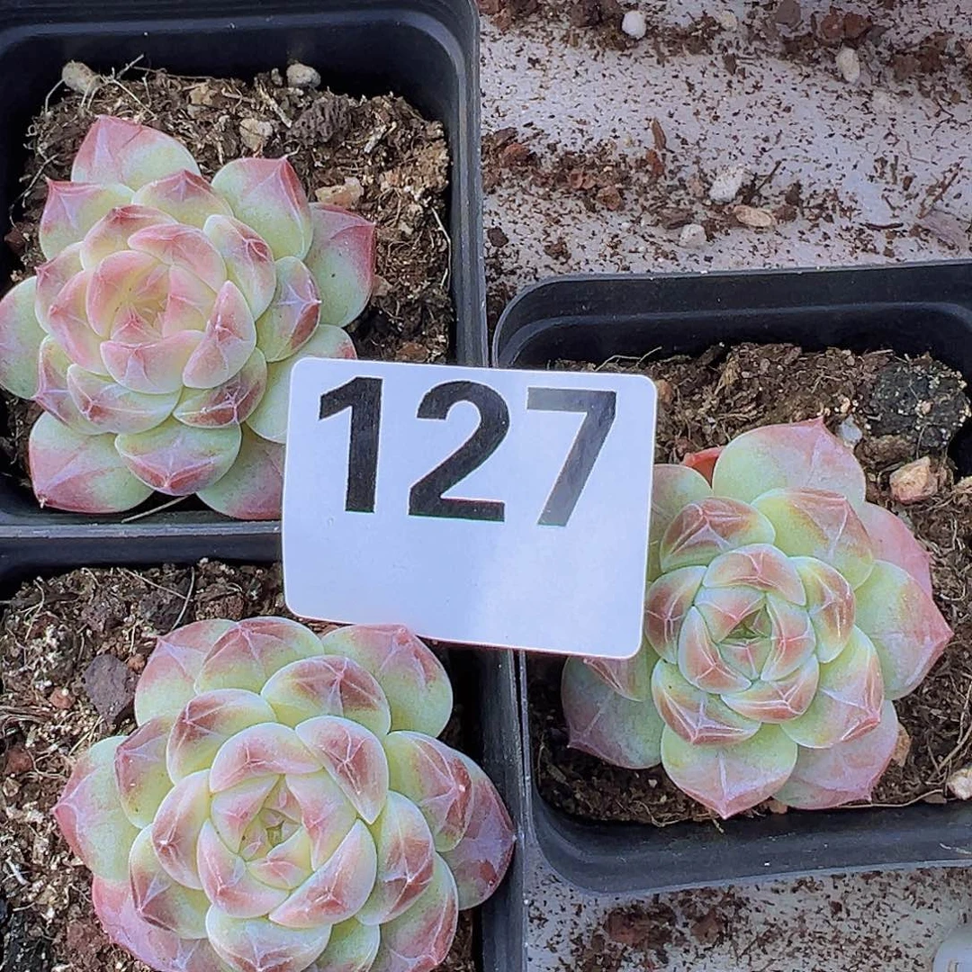 127暗纹1颗19包邮多肉植物