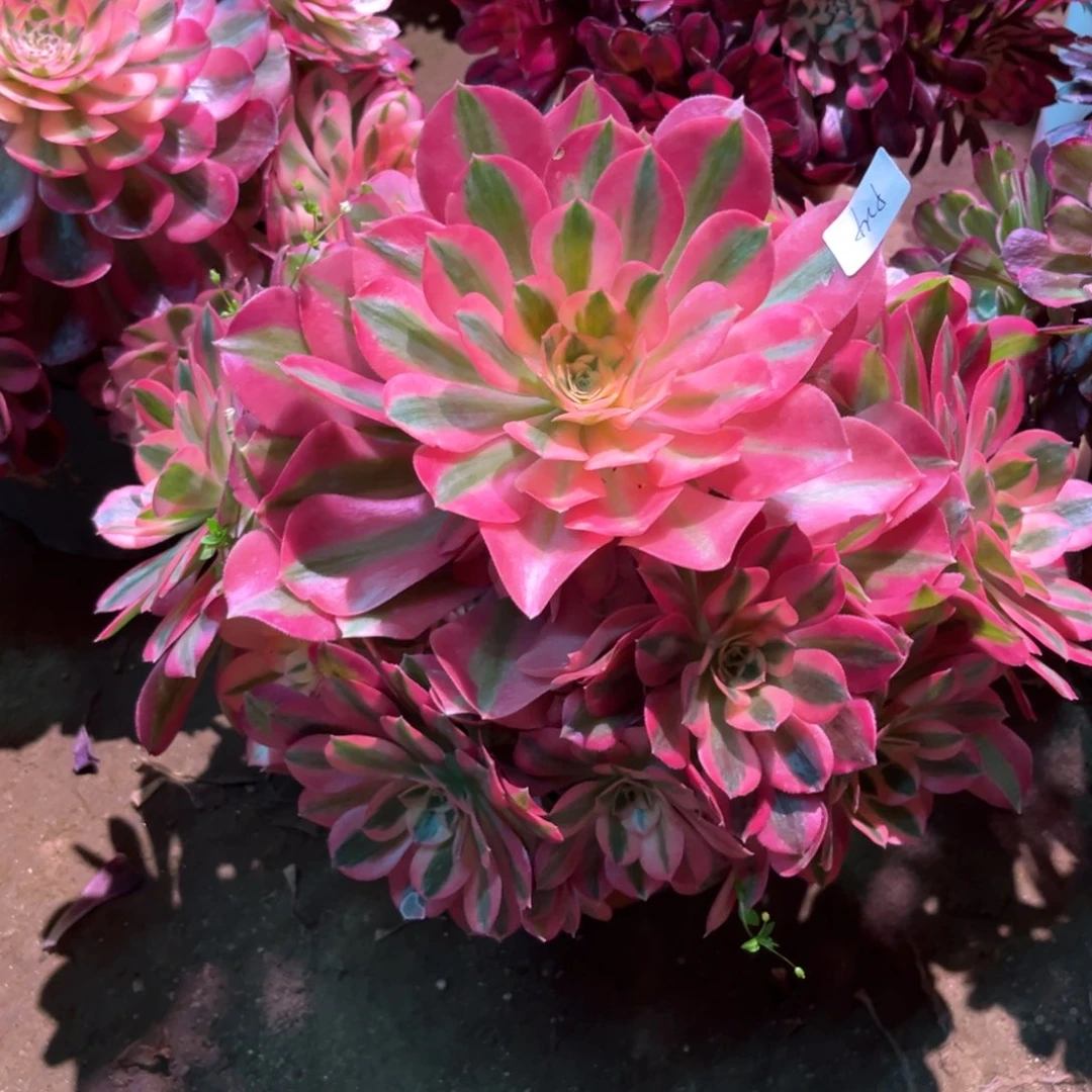 多肉植物女巫924