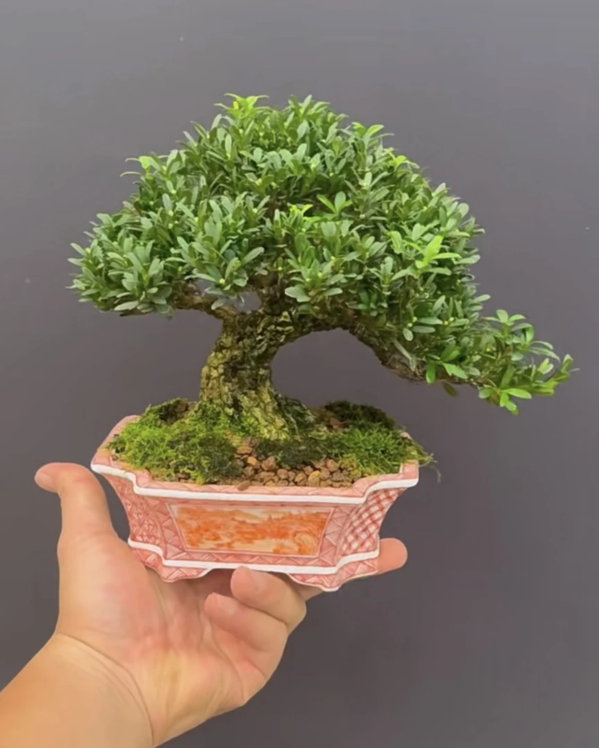 雀舌皱皮黄杨老桩盆景素材