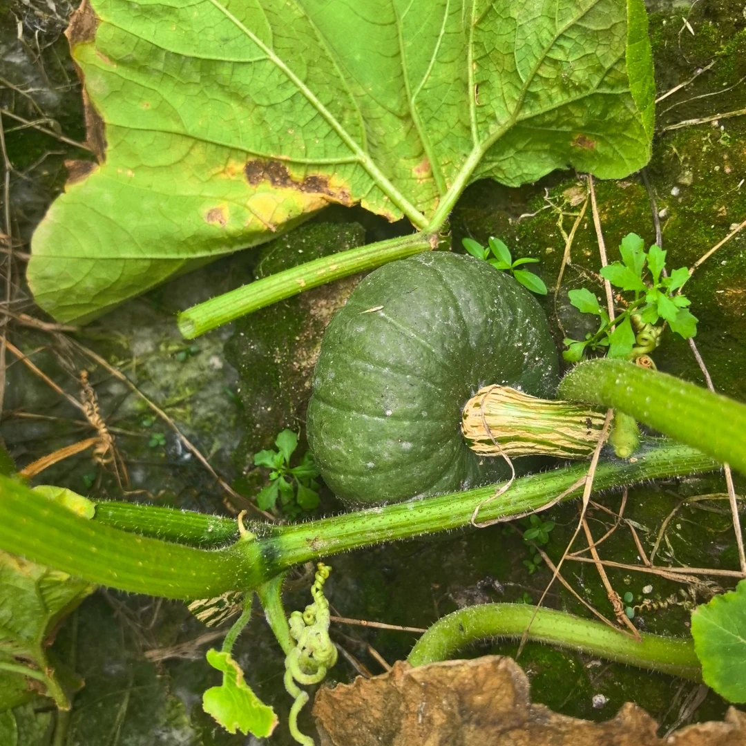 粉糯香甜板栗味贝贝南瓜新鲜当季蔬菜宝宝辅食