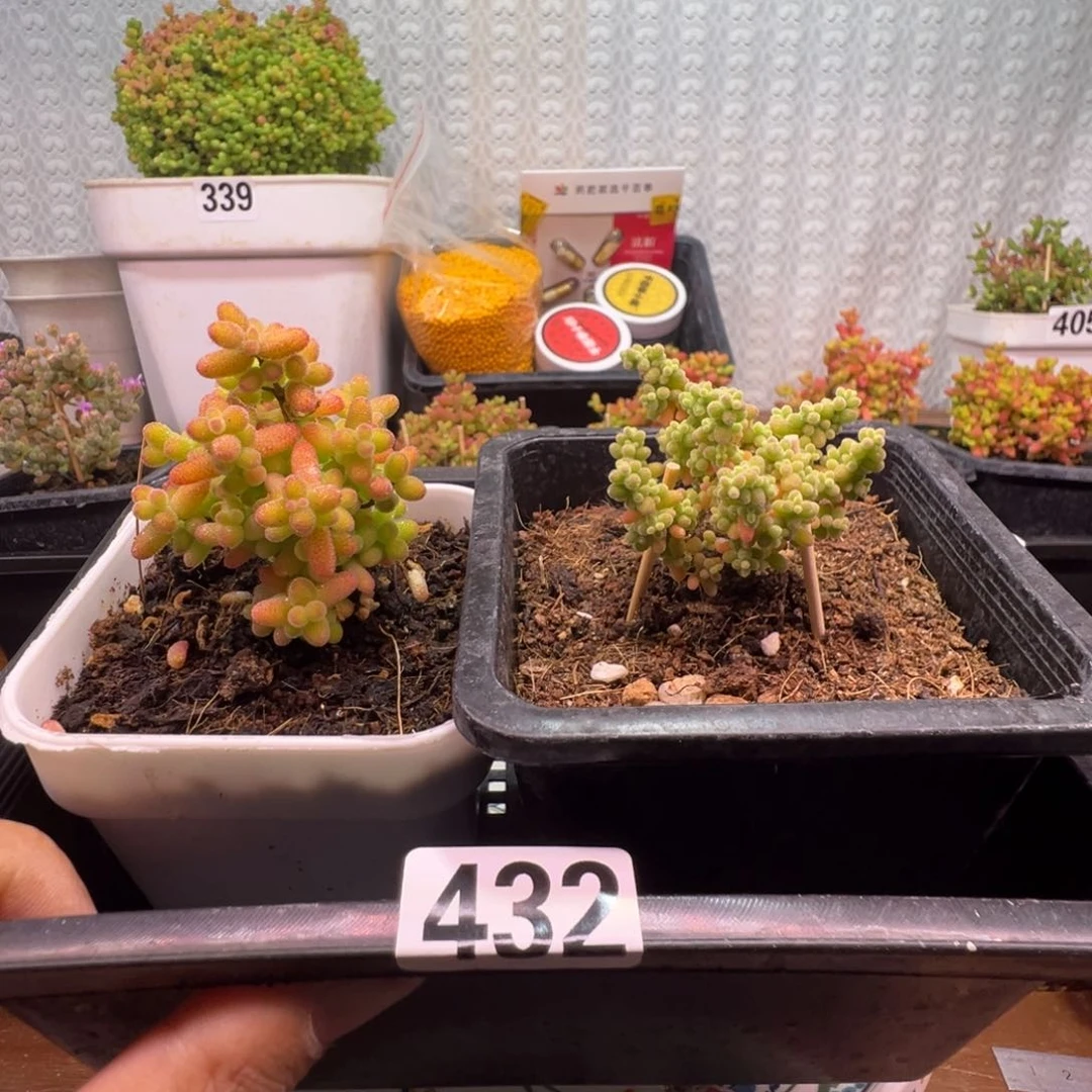 枝干番杏多肉植物432