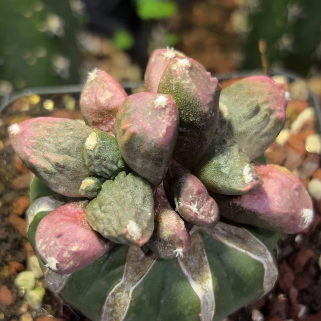 667 仙人球的牡丹啊