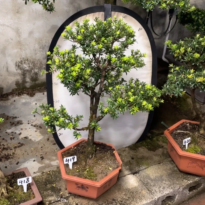 司***写以实际为准珍珠罗汉松419不带盆