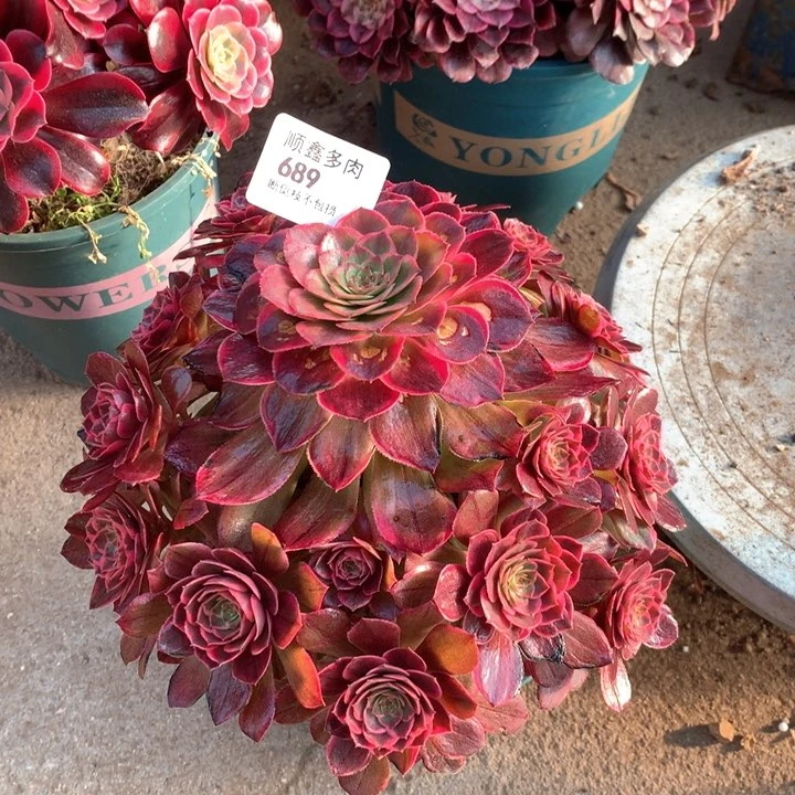 689莲花座多肉植物