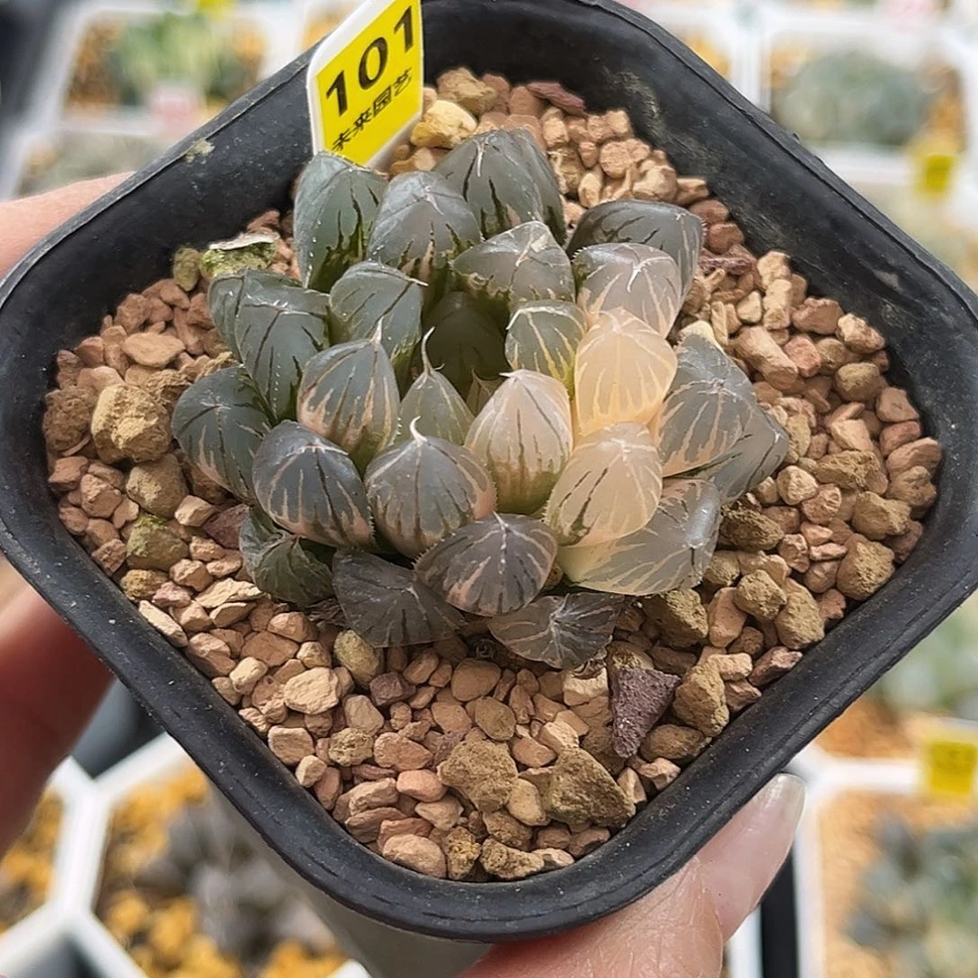 101霓虹灯玉露锦福利
