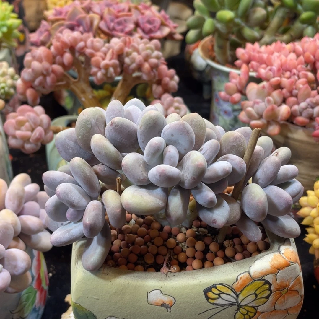 大叶奶小树朵朵缀