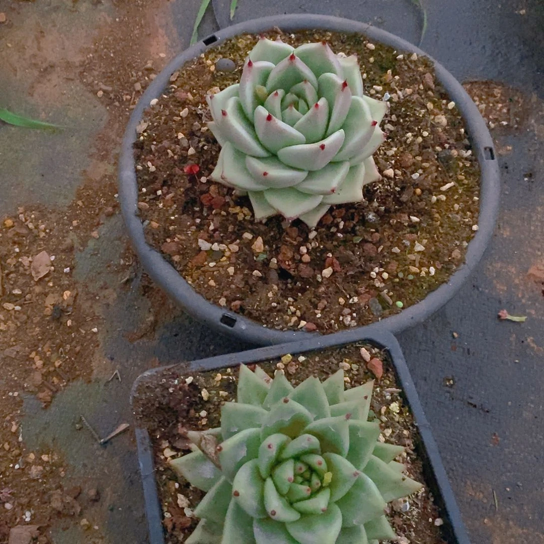 多肉植物白的乌木