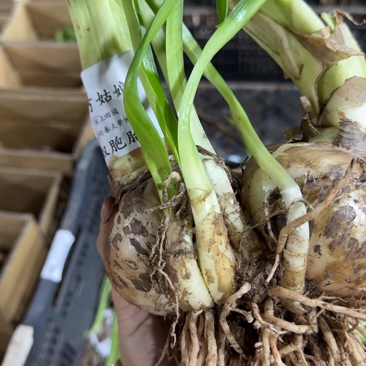 北方姑娘双包胎开花球闪购