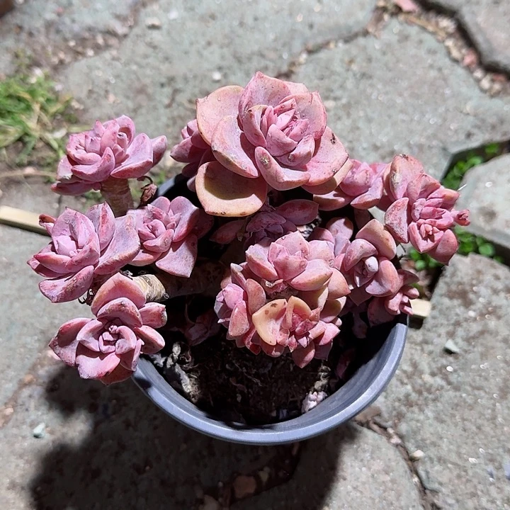 丸叶彩虹糖多肉植物