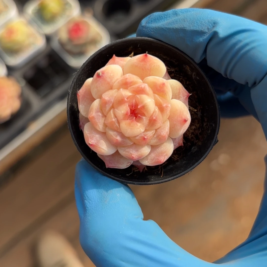 初荷糖心一物一拍