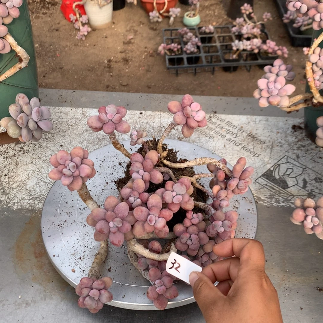 桃蛋老桩大颗有瑕疵福利32号