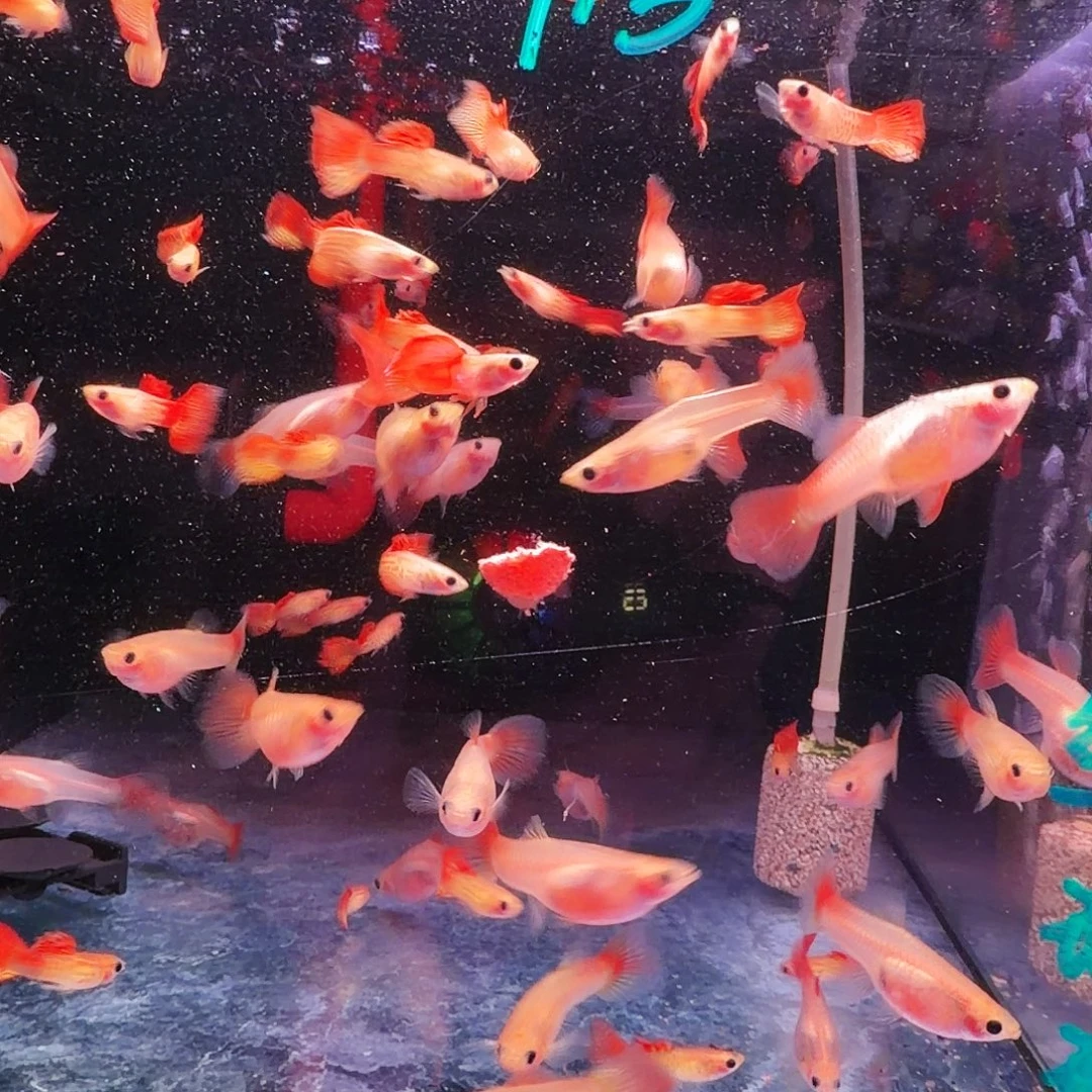孔雀鱼红蕾丝玻璃猫5对(3对送2对备损)