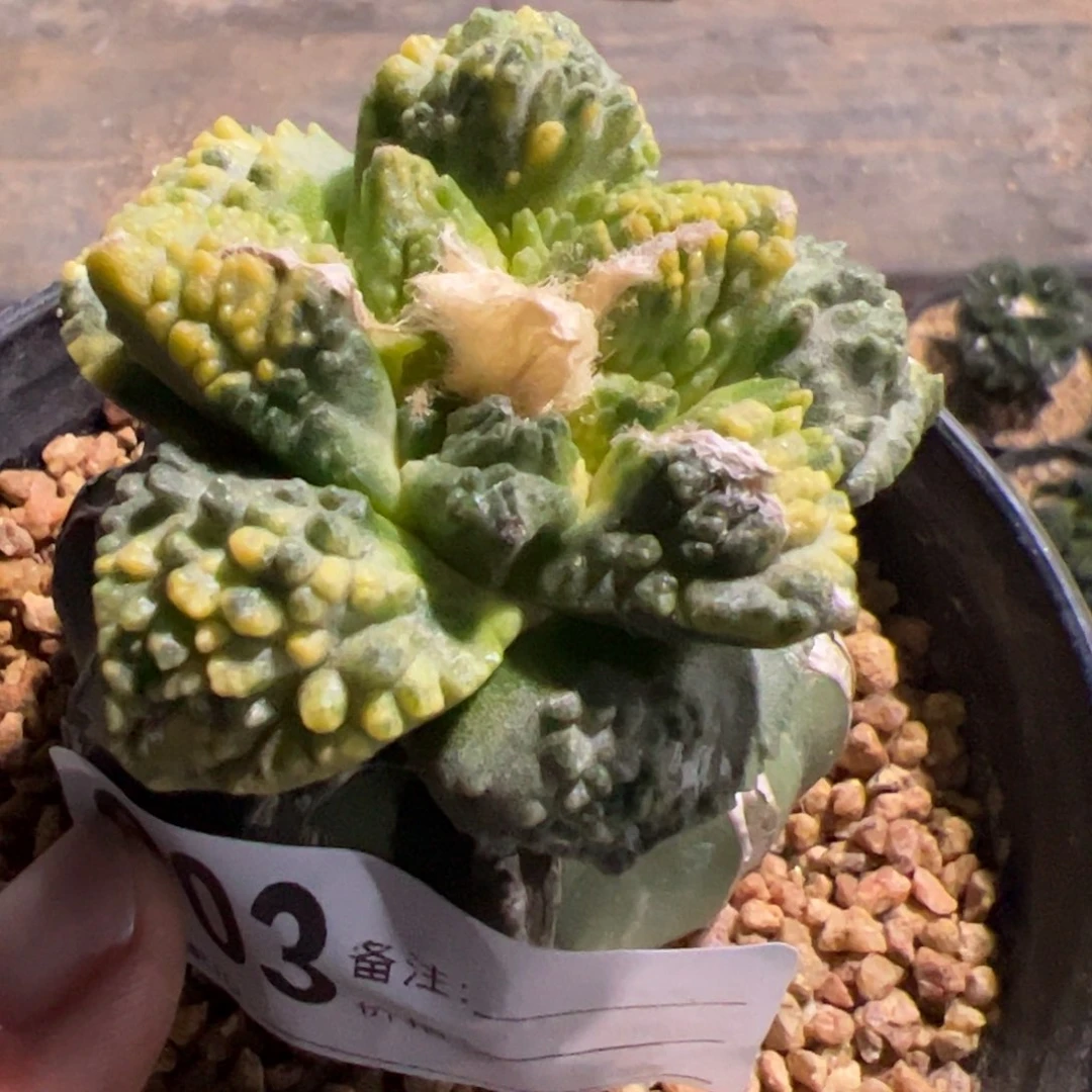 夜****1龟甲牡丹锦仙人球803