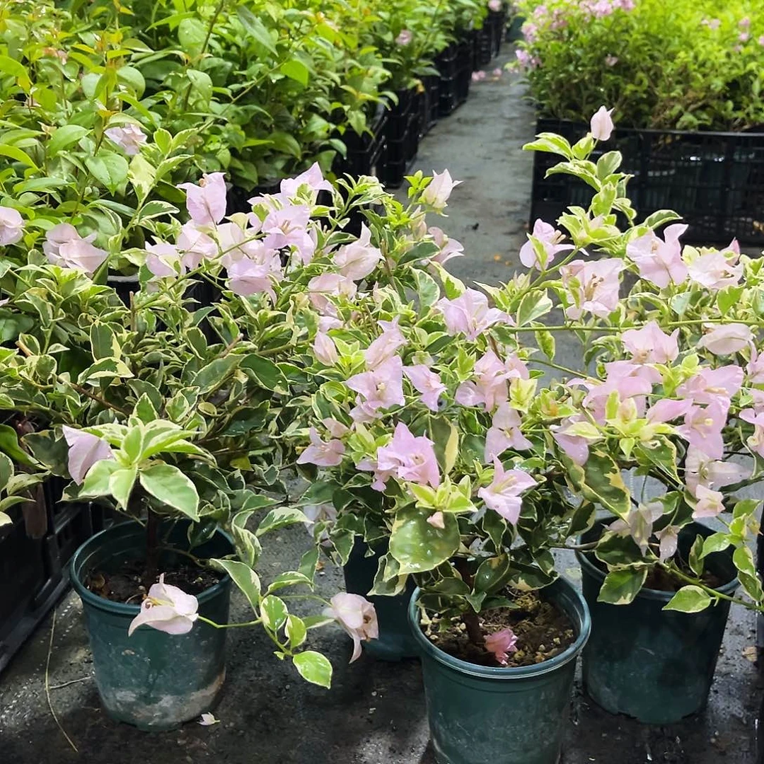 大部分花苞少量开放花叶苹果花掌中宝一颗