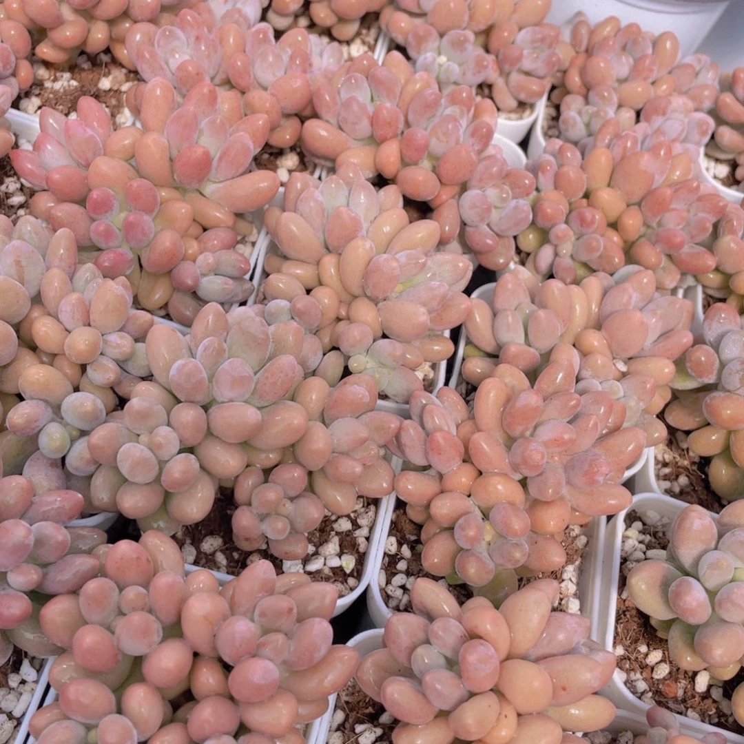 量拍42号 汤圆小群生一个