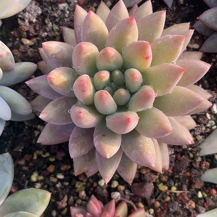 水晶球单头多肉植物美人