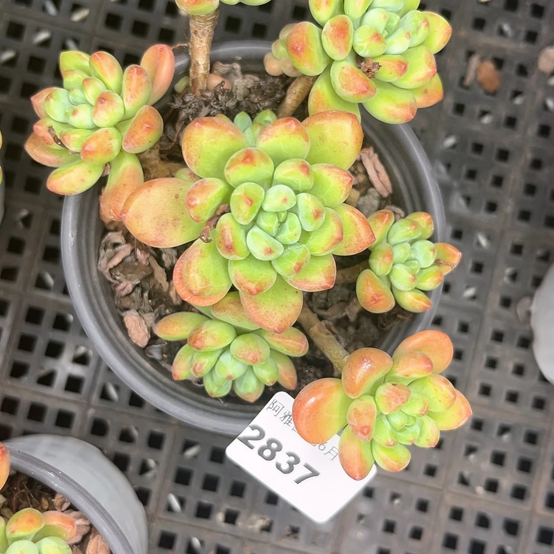 阿雅园艺。   2837香格里拉