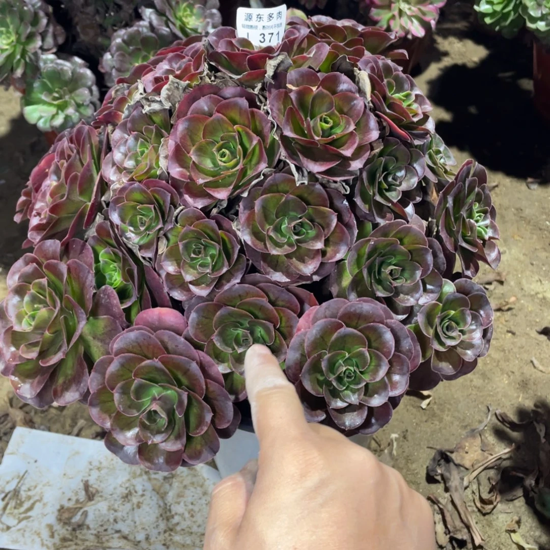 371魅金玫瑰多肉法师断枝不包