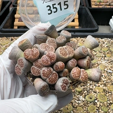 3515，菊化石切糕脱土发货